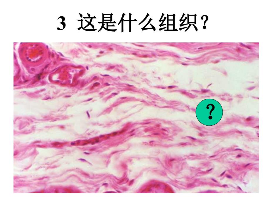 组织胚胎学实验考试同济医学院02七组胚试题_第4页