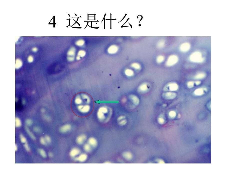 组织胚胎学实验考试同济医学院02七组胚试题_第5页