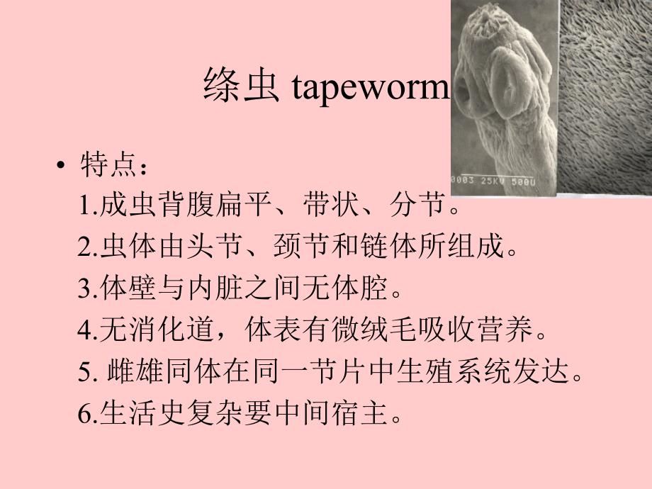 绦虫tapeworm_第1页