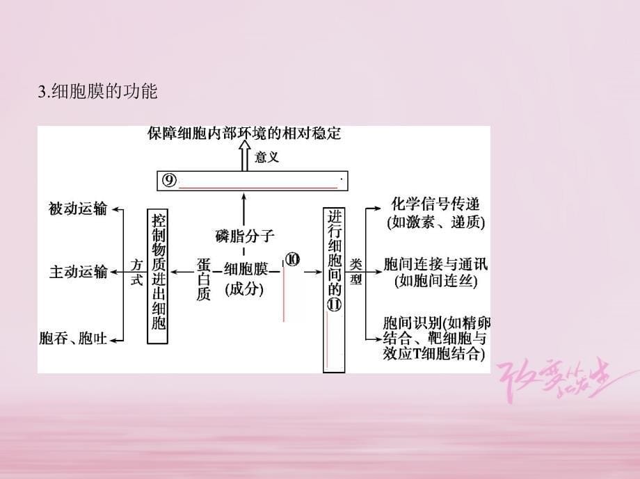 （北京专用）2019版高考生物一轮复习 第1单元 细胞的分子组成与结构 第4讲 细胞膜、细胞器与细胞核课件_第5页