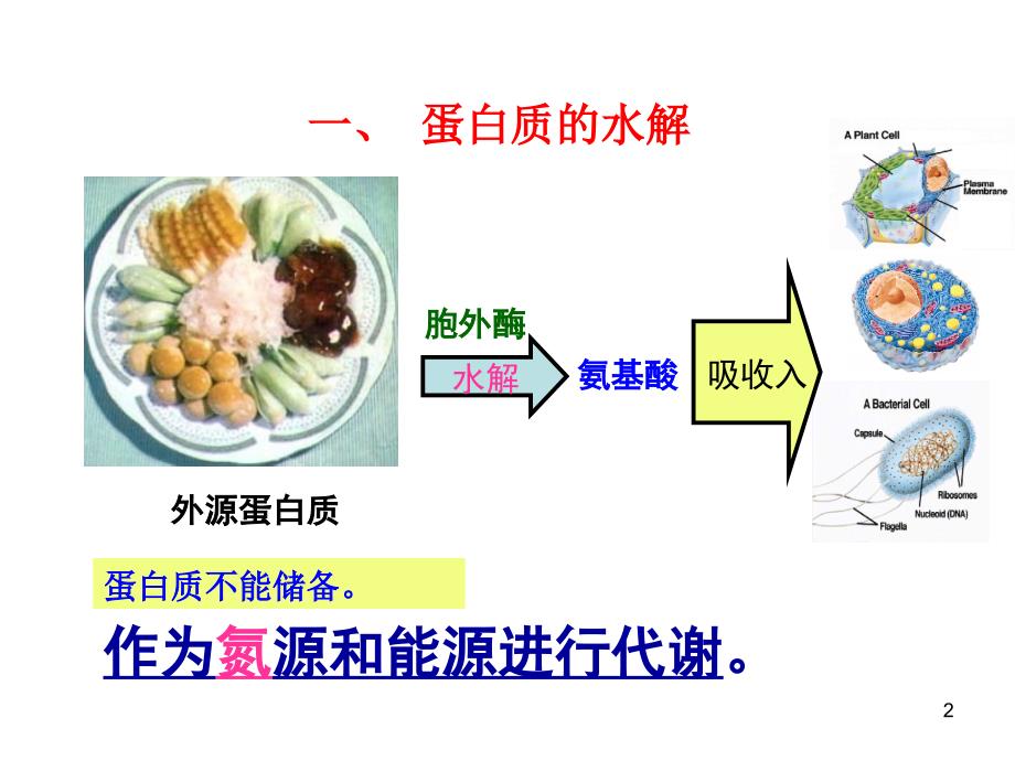 蛋白质的降解和氨基酸代谢ppt课件_第2页