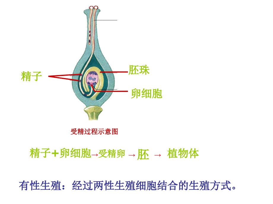 七节植物的无性生殖课件_第3页