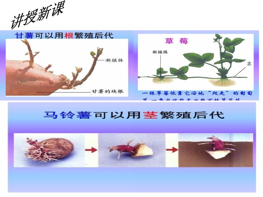 七节植物的无性生殖课件_第4页