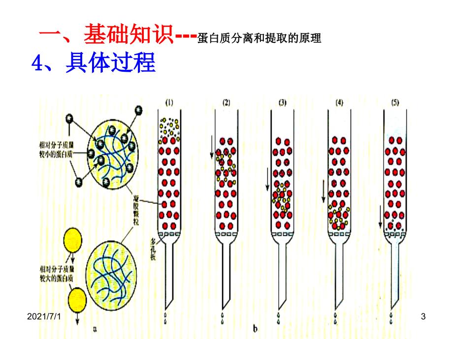 血红蛋白的提取和分离_第3页