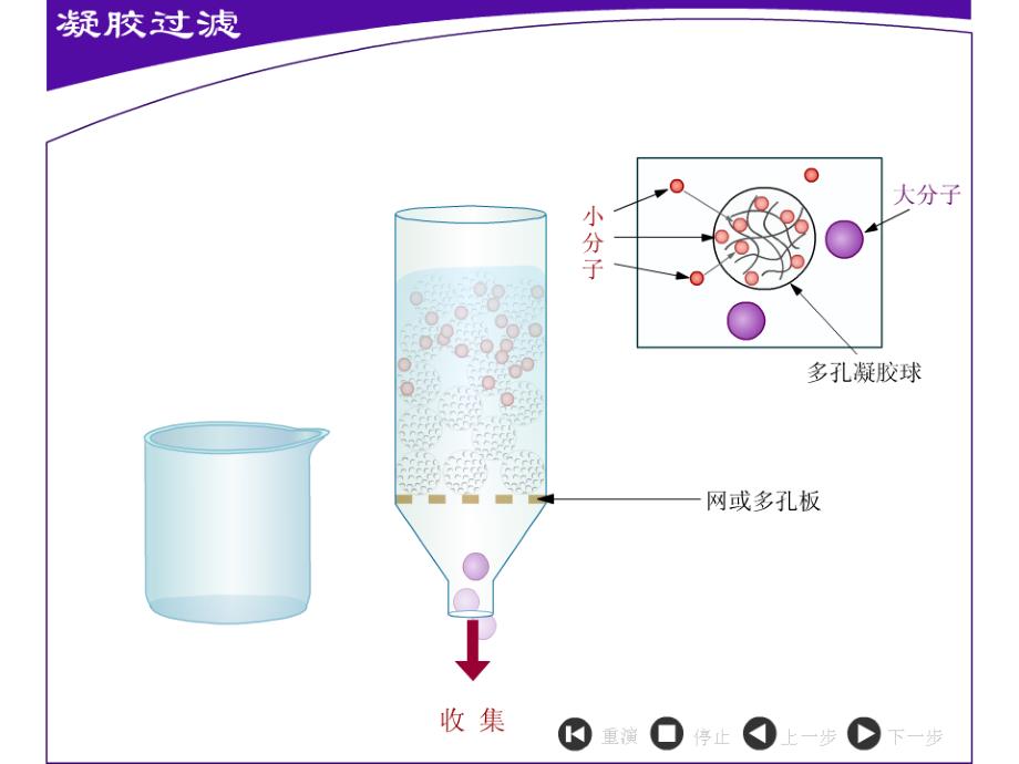 血红蛋白的提取和分离_第4页