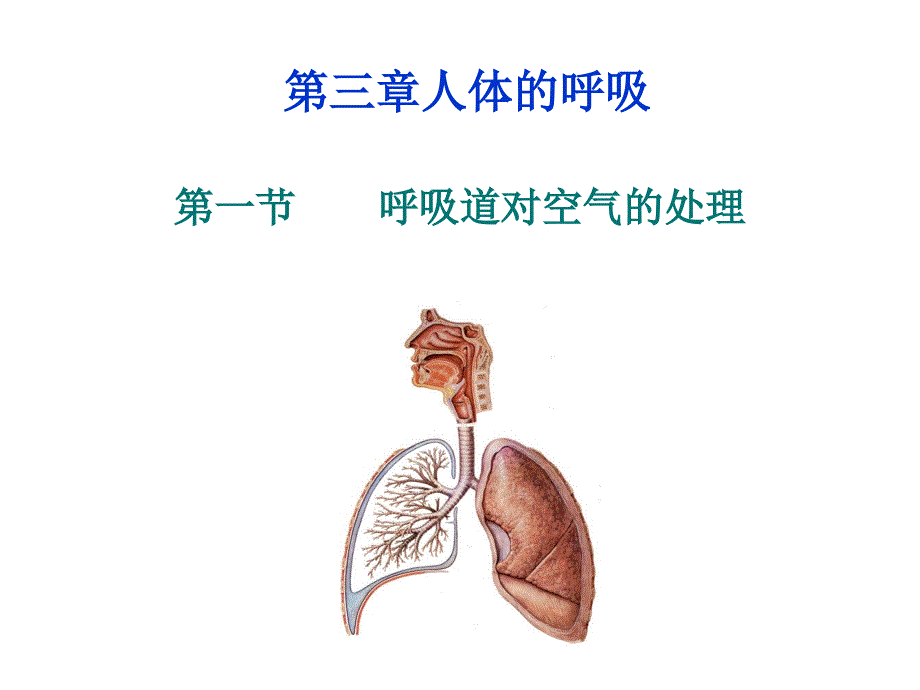 呼吸道对空气的处理PPT课件.ppt_第1页