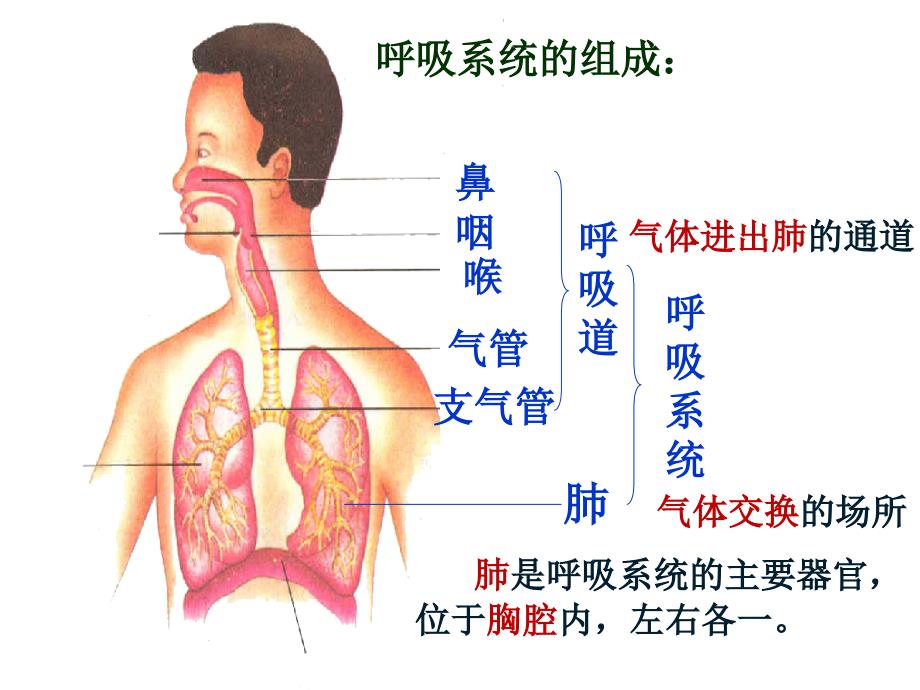 呼吸道对空气的处理PPT课件.ppt_第4页