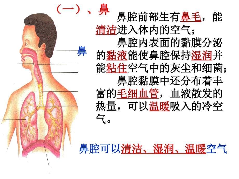 呼吸道对空气的处理PPT课件.ppt_第5页