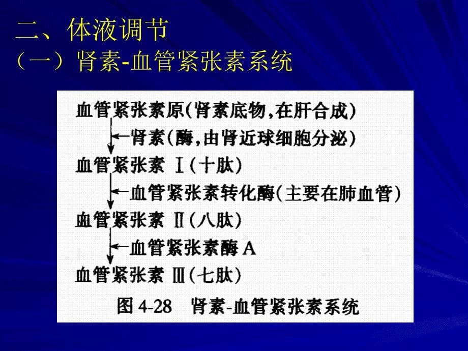 2血管的神经支配文档资料_第5页