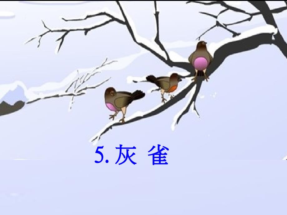5灰雀111_第1页