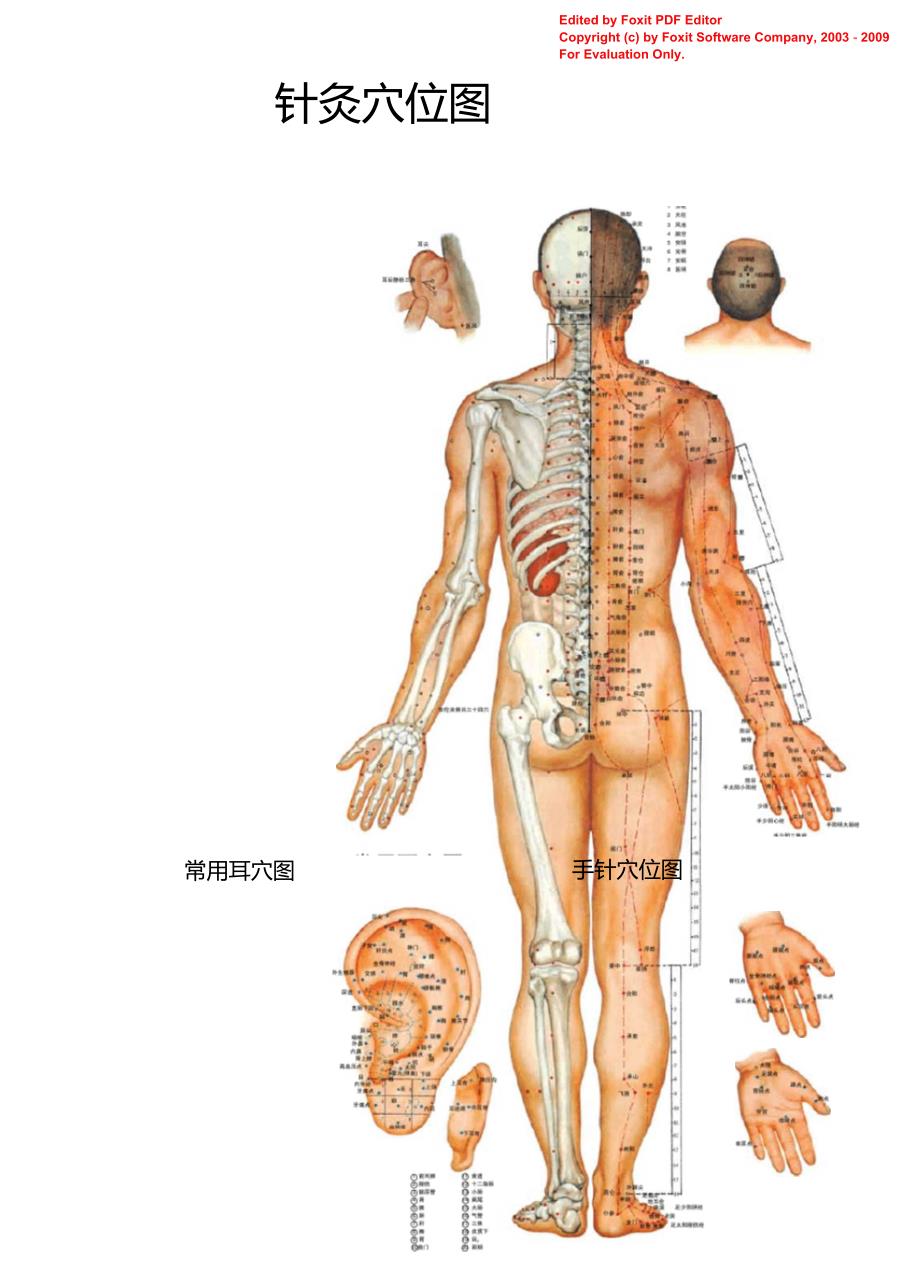 人体穴位图谱_第1页