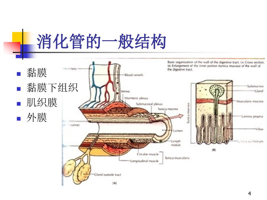 人体解剖学消化系统.PPT_第4页