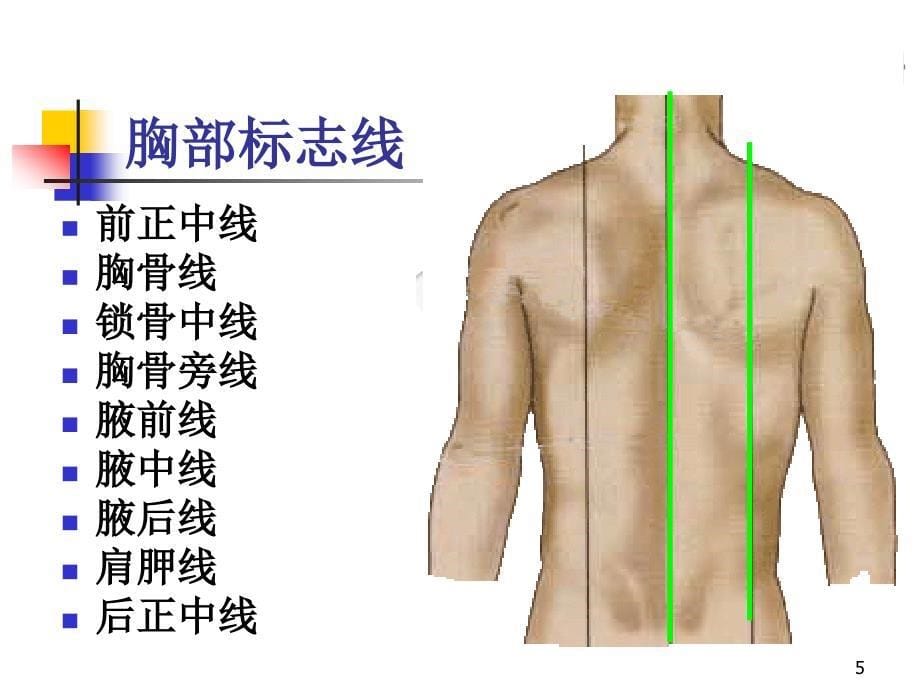 人体解剖学消化系统.PPT_第5页