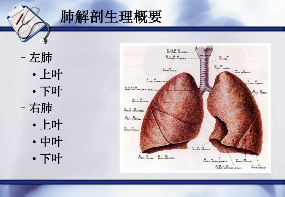 肺癌护理查房(新)课件_第2页