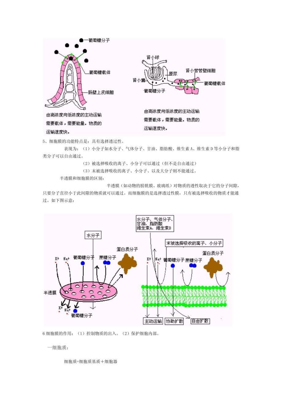 高二生物学习笔记_第5页