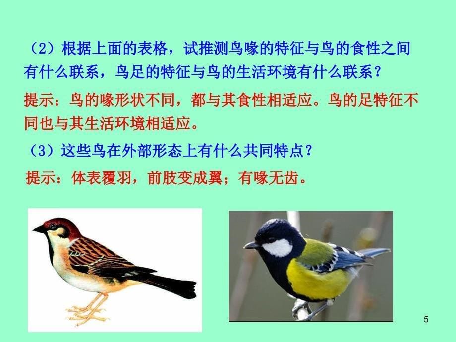 《鸟》教学课件1_第5页