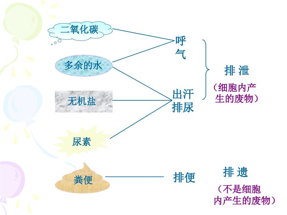 人体内物的排出PPT课件_第2页