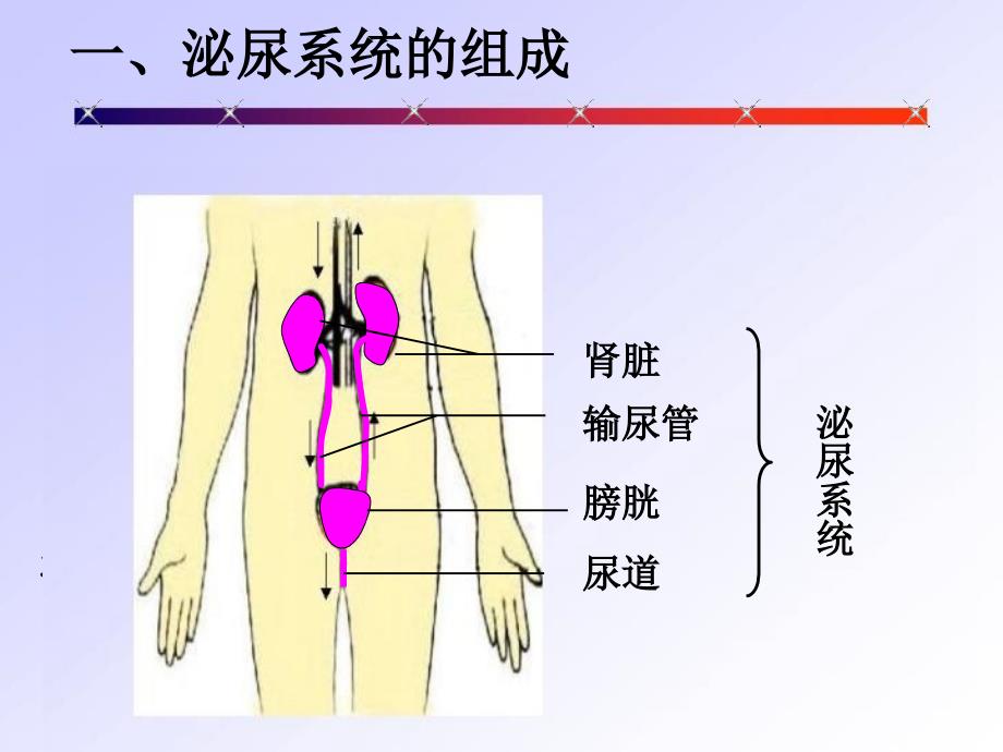 人体内物的排出PPT课件_第4页