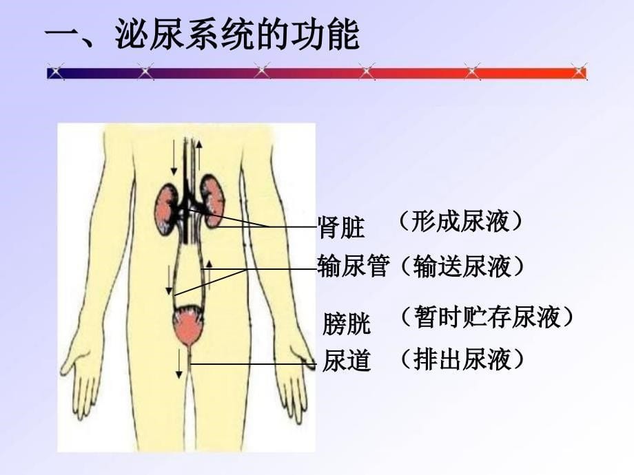 人体内物的排出PPT课件_第5页