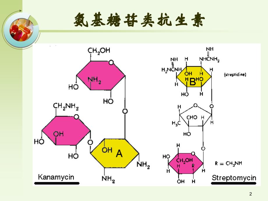 药理学课件：第44章 氨基糖苷类抗生素_第2页