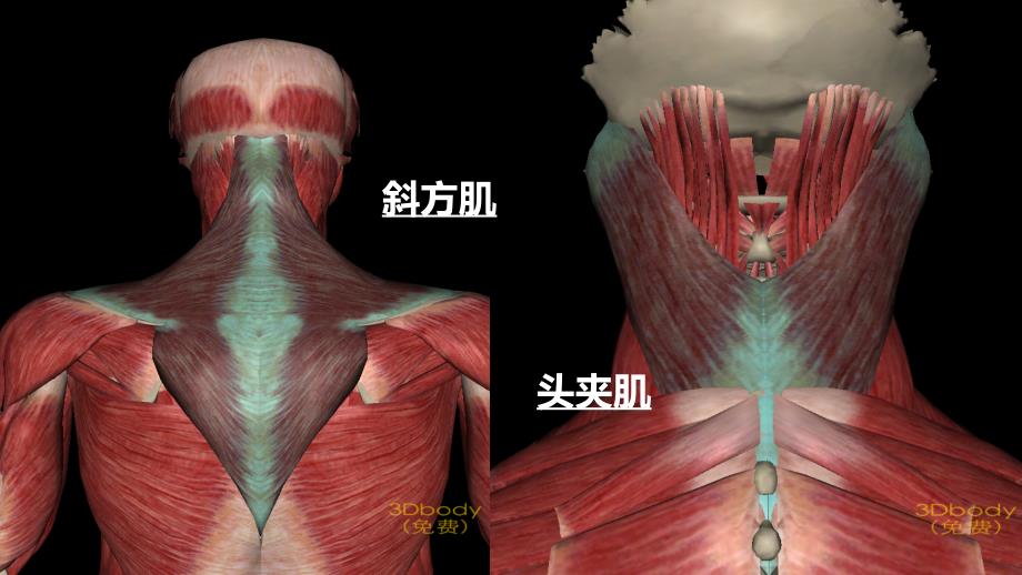 人体主要肌肉图资料讲解_第4页