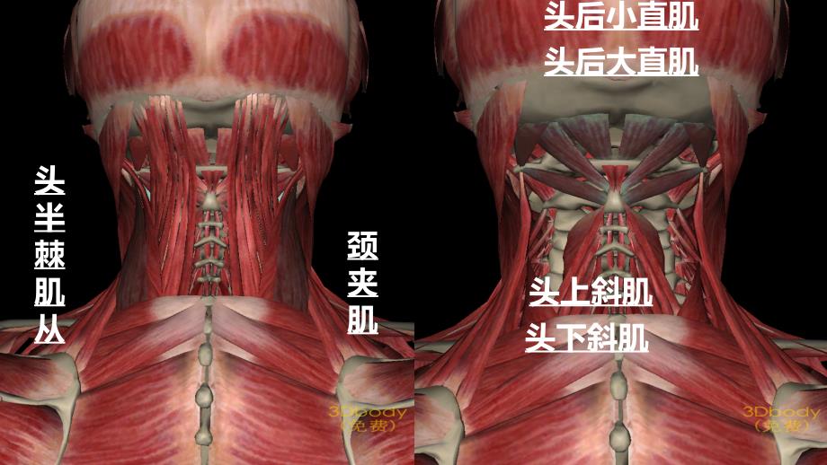 人体主要肌肉图资料讲解_第5页