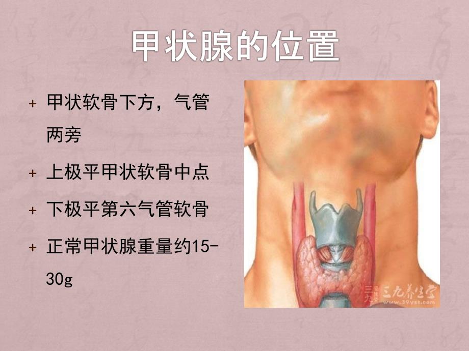 甲状腺解剖ppt课件_第2页