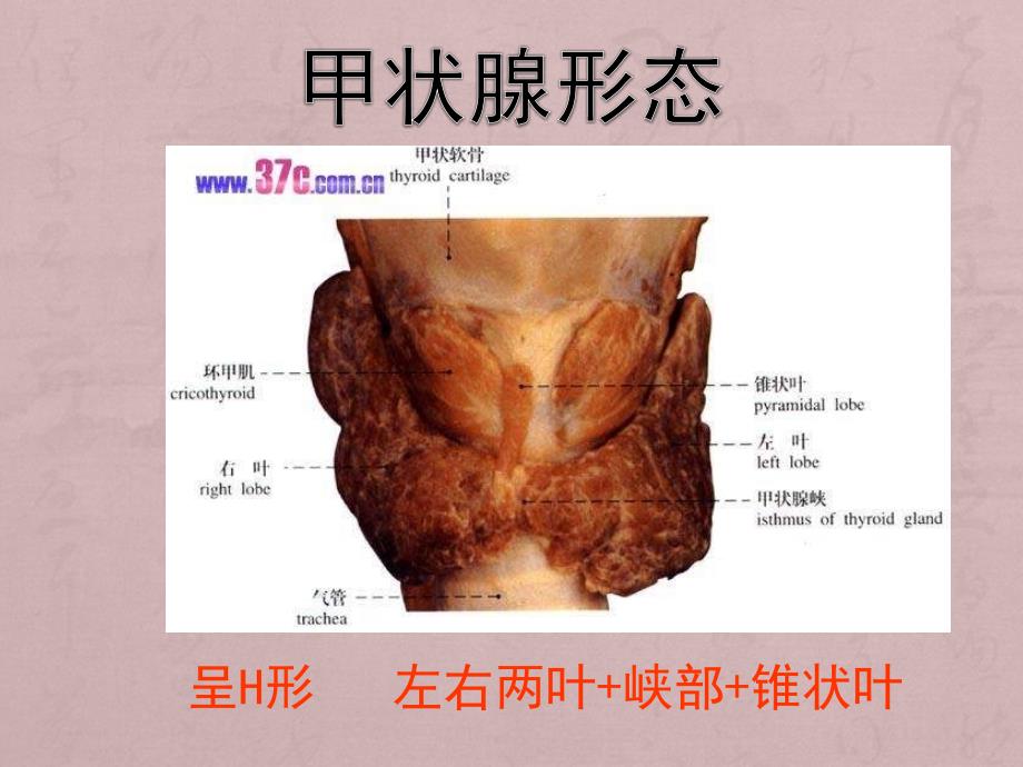 甲状腺解剖ppt课件_第3页