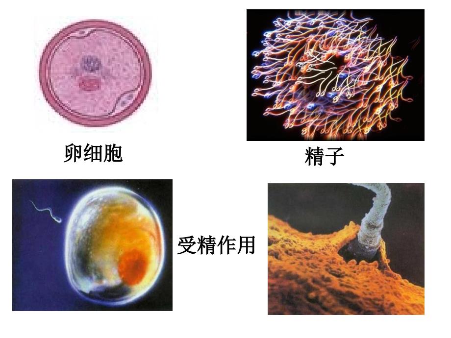 人生花季青期精品PPT课件_第3页