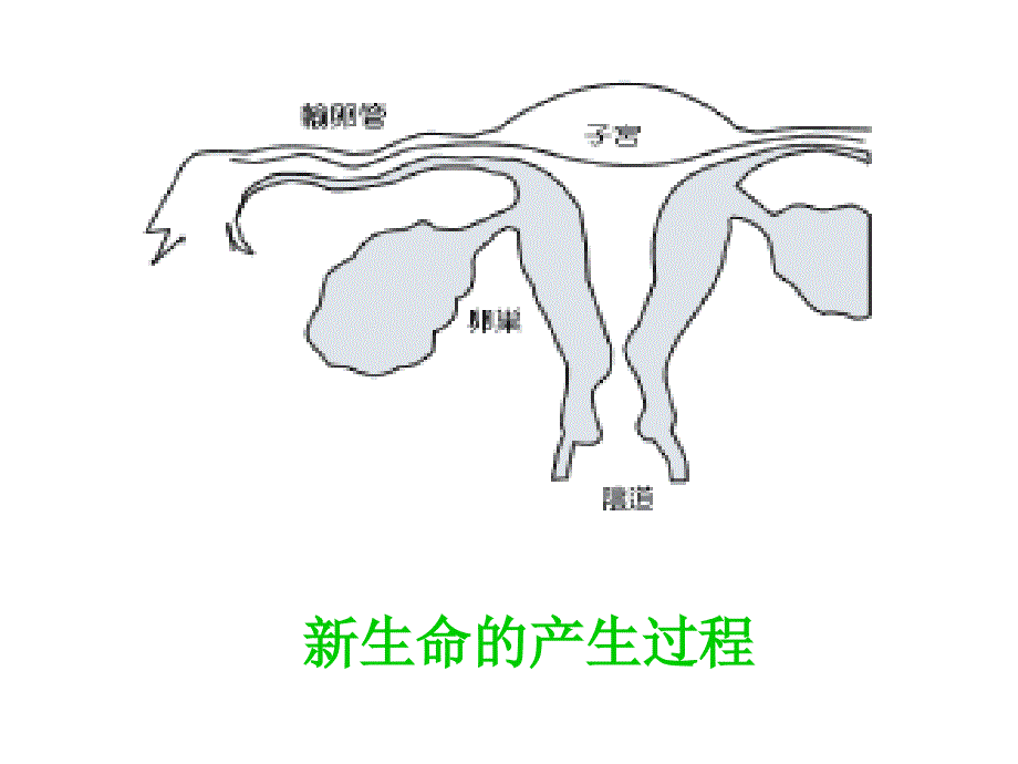 人生花季青期精品PPT课件_第4页