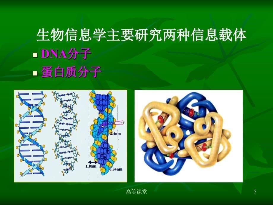 生物信息学的应用专业教育_第5页