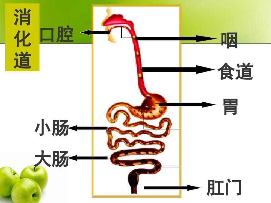 公开课食物的消化与吸收ppt课件_第5页