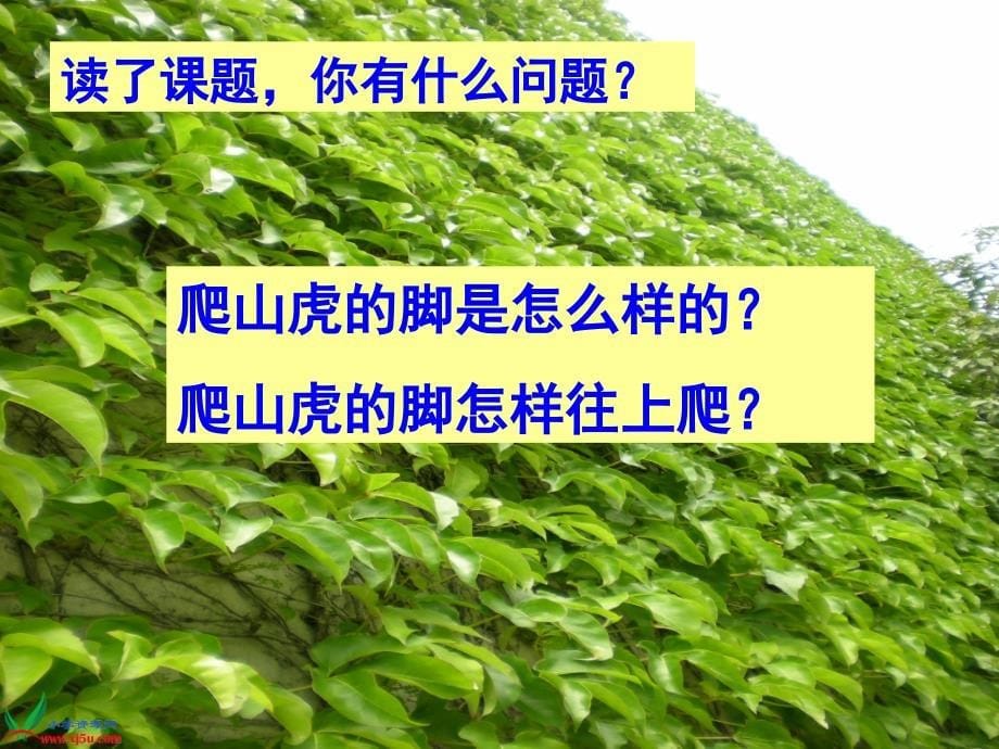 《爬山虎的脚》PPT_第5页