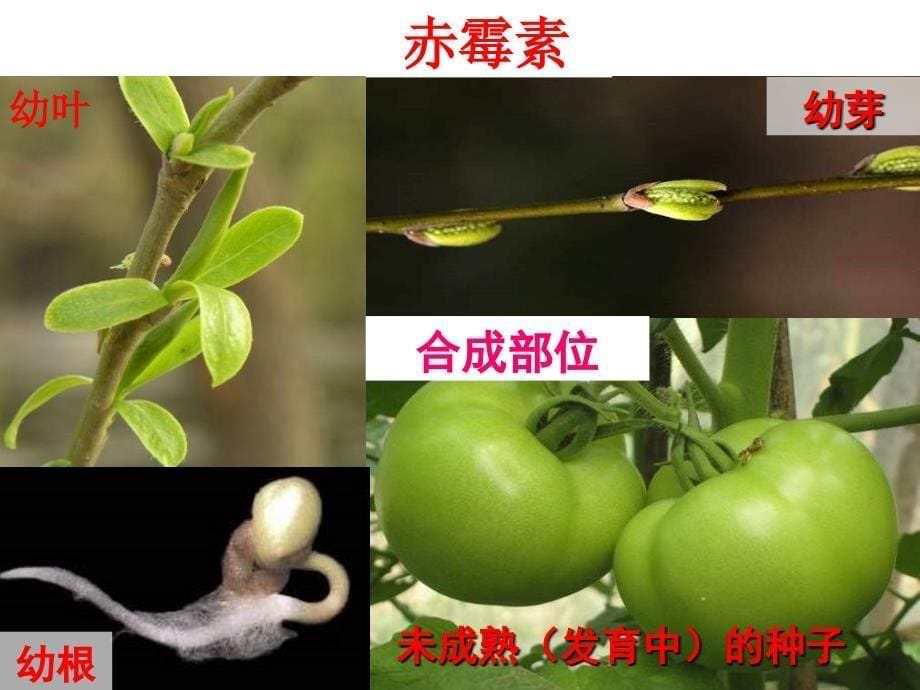 与生物学有关的职业　林业工程师 (3)_第5页