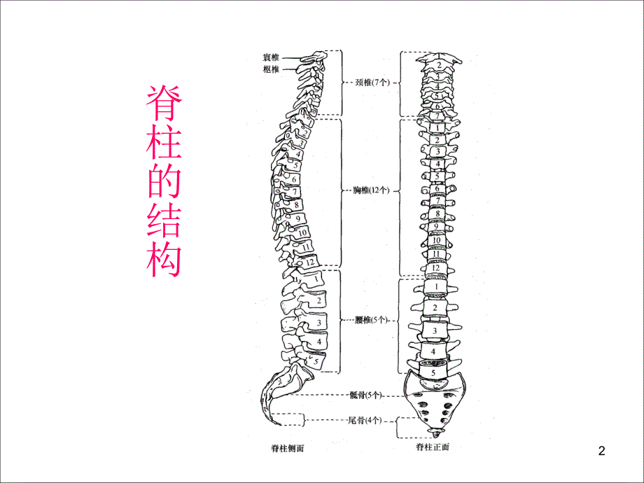 （优质课件）脊髓损伤的康复评定_第2页