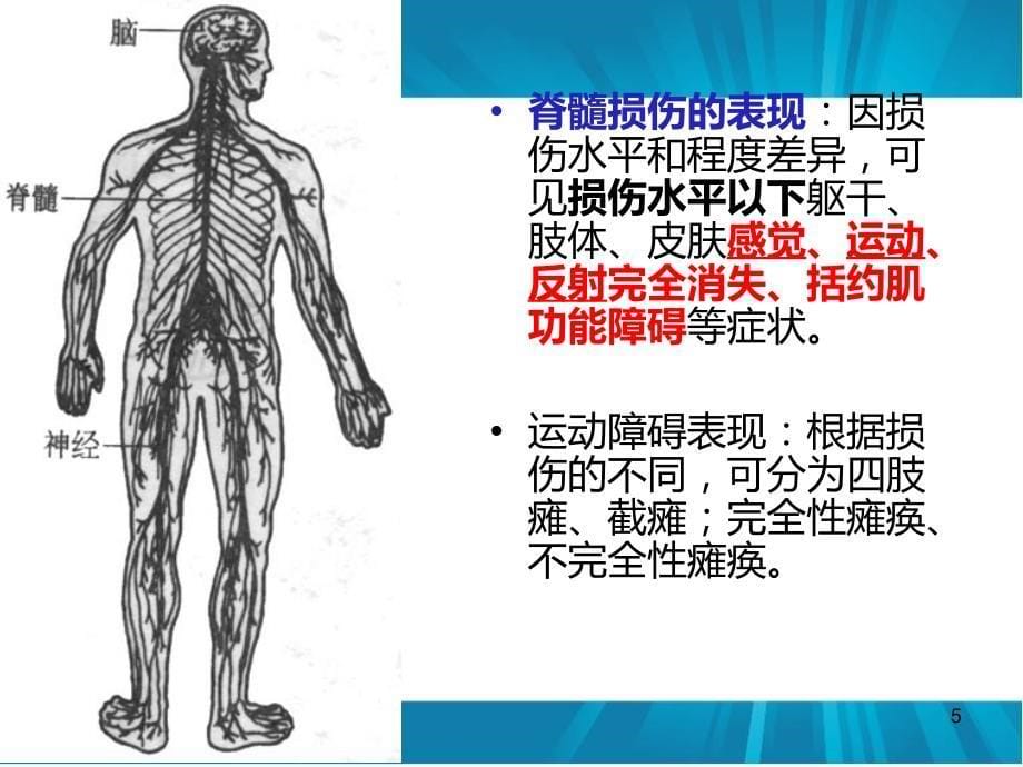 （优质课件）脊髓损伤的康复评定_第5页