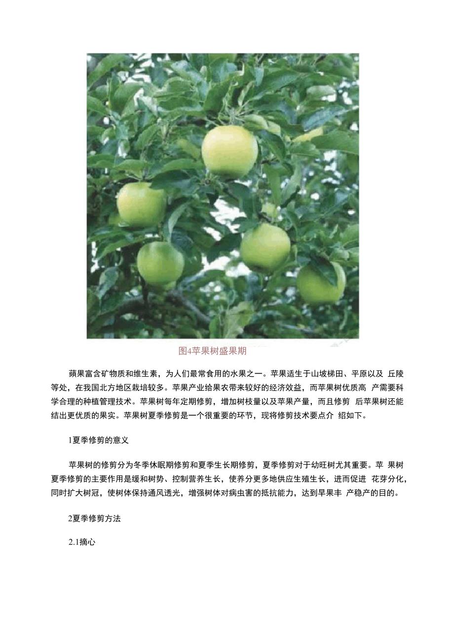 苹果树夏季修剪技术措施_第3页