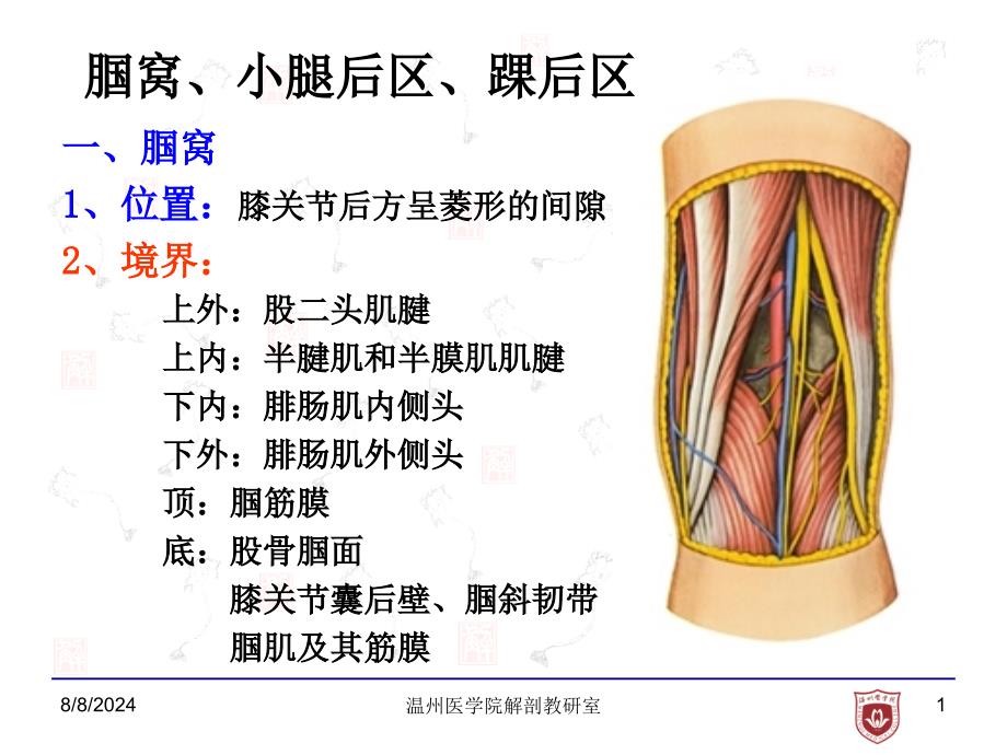 局部解剖学课件：12 小腿后区、踝后区_第1页