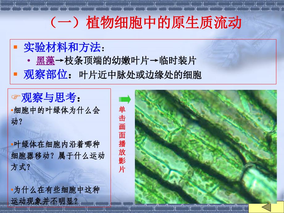 实验1(细胞的基本)_第2页