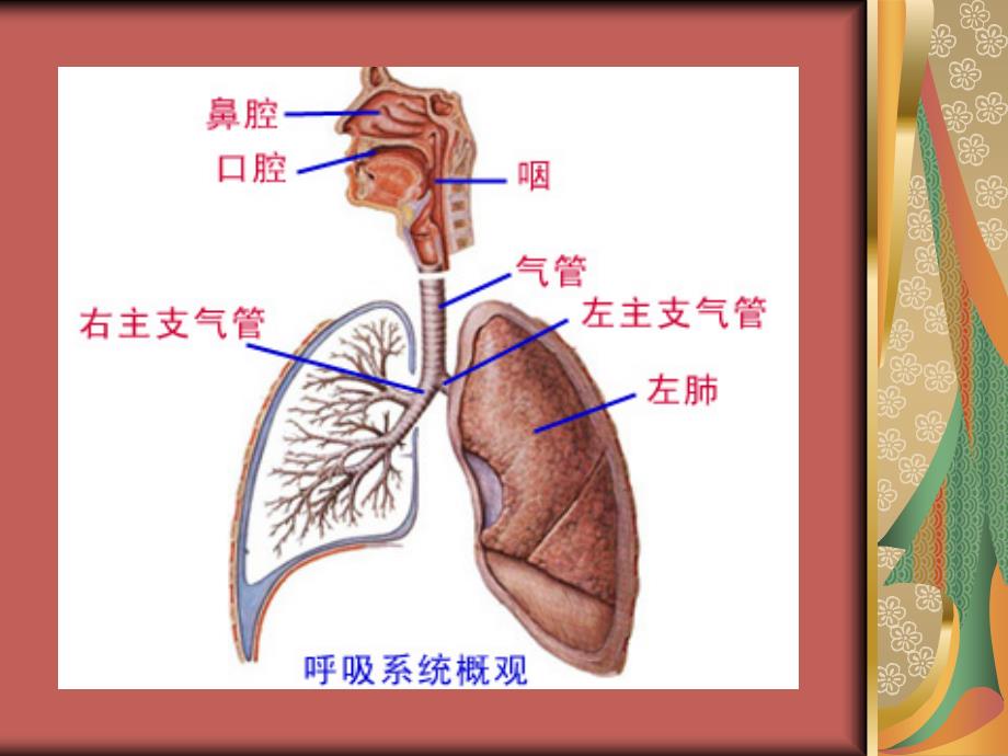 慢性阻塞性肺病健康宣教ppt课件_第3页