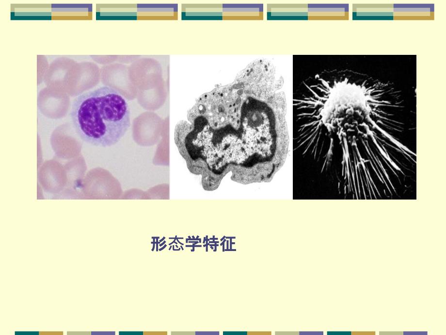 巨噬细胞吞噬功能检测_第2页