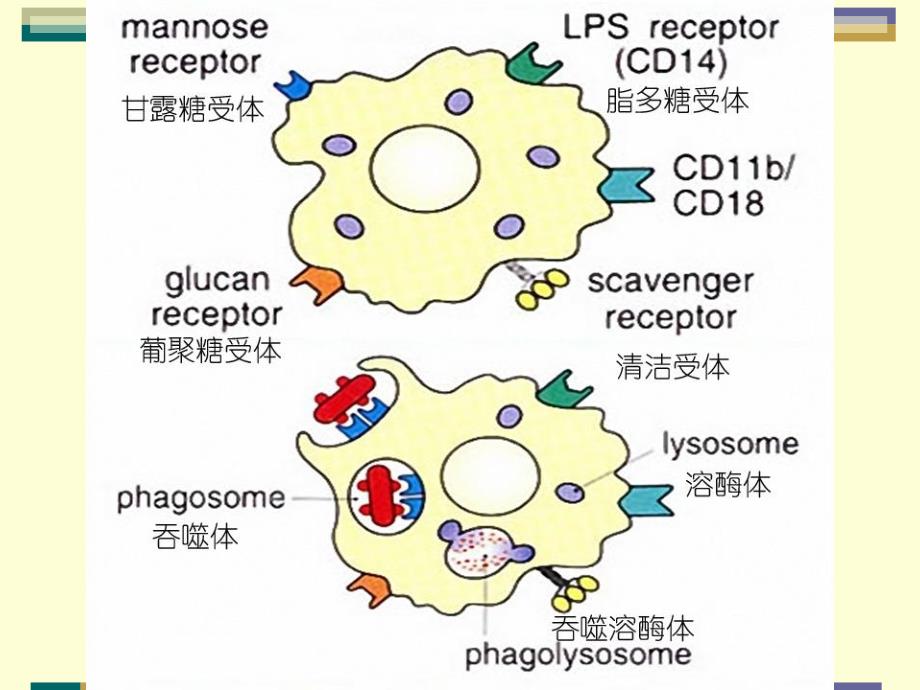 巨噬细胞吞噬功能检测_第4页