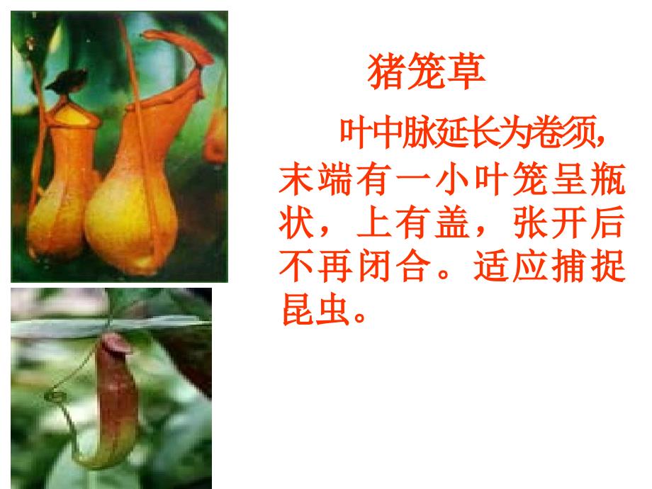 高一生物课件_第3页