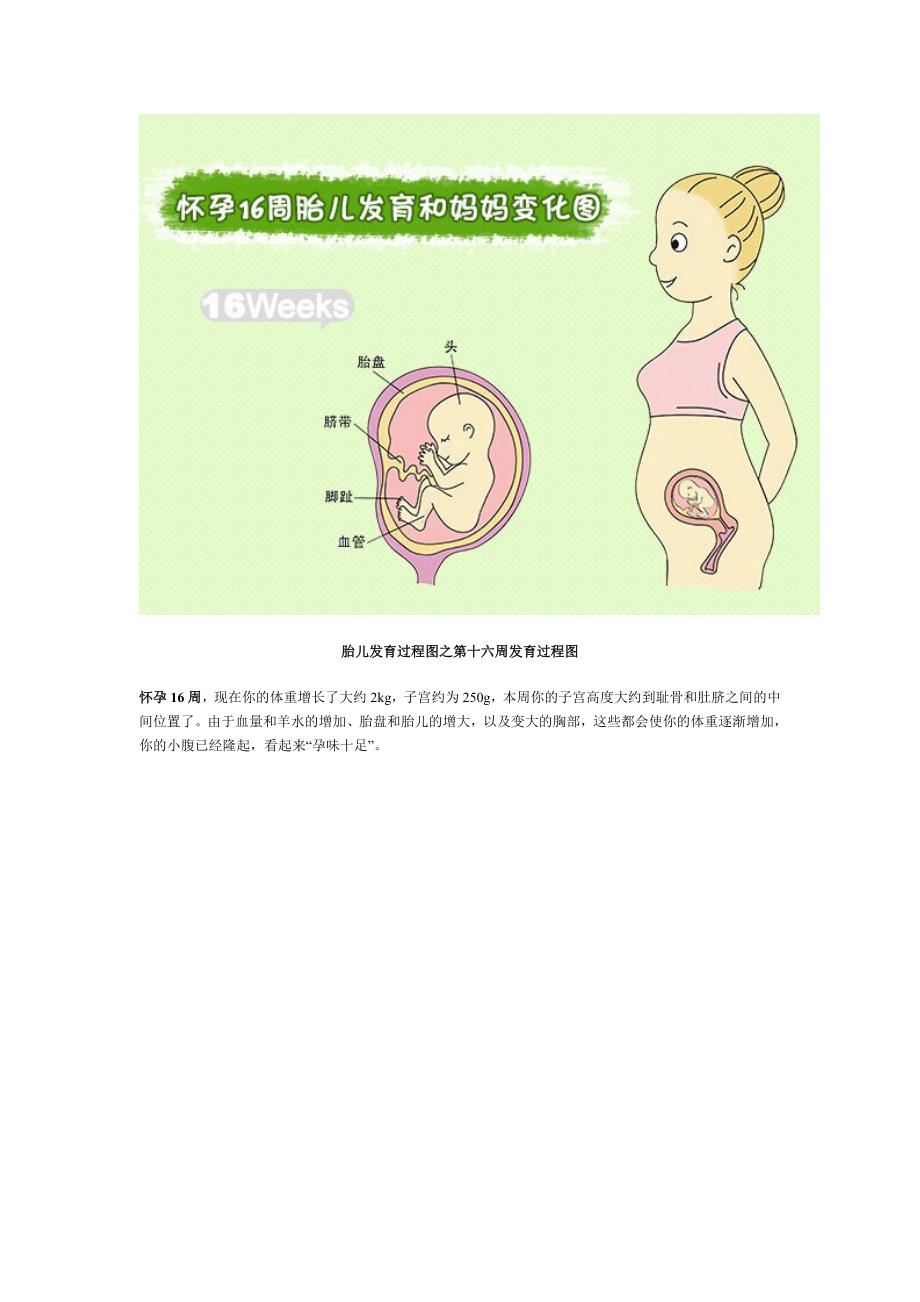 胎儿发育过程图之第十六周发育过程图_第2页