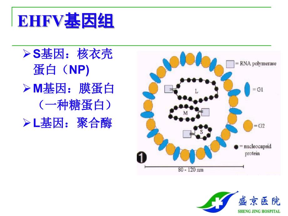 流行出血热epidemichemorrhagicfeverEHF_第4页