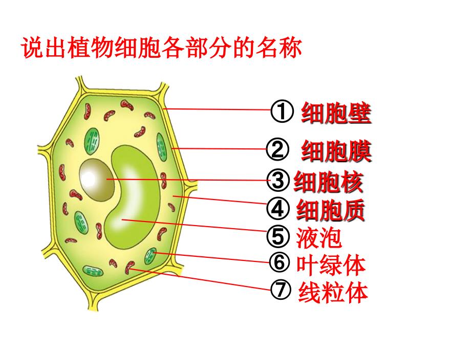 济南版第二节细胞的分裂和分化_第1页