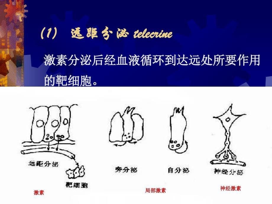 内分泌系统PPT课件_第5页