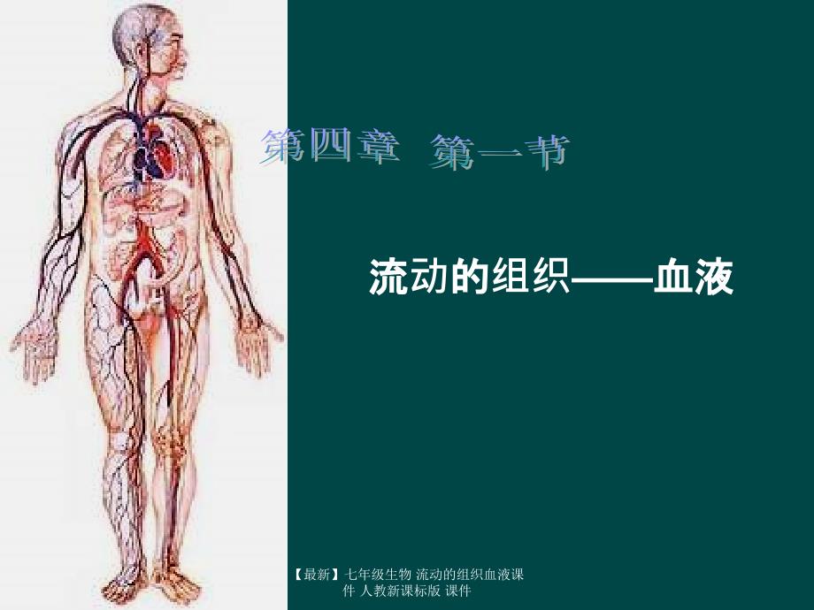 最新七年级生物流动的组织血液课件人教新课标版课件_第2页