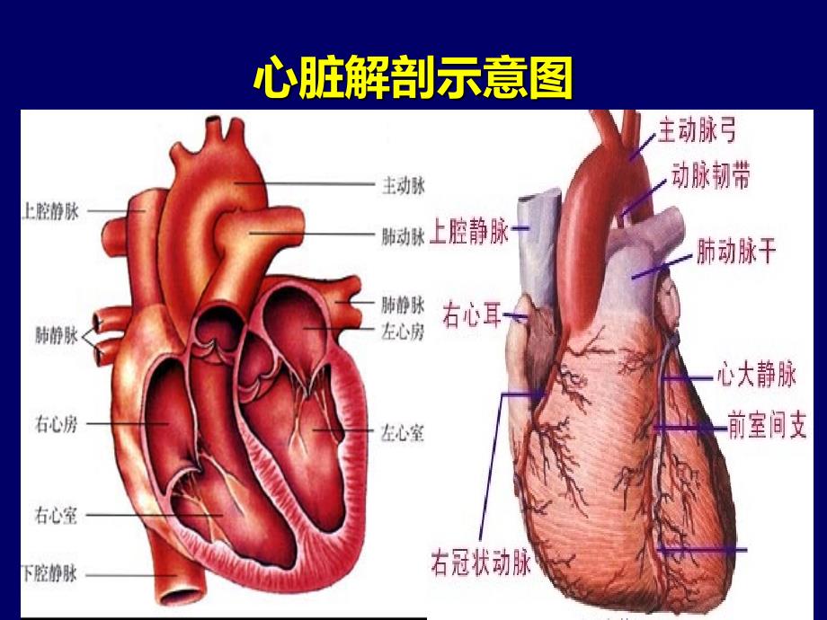 版重症心力衰竭的药物治疗_第3页