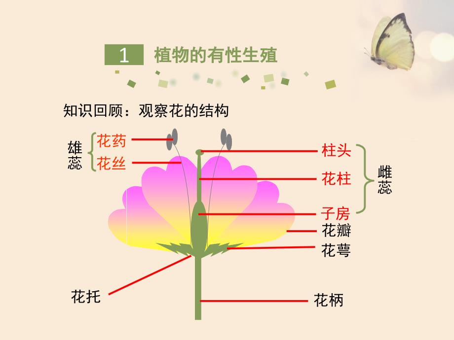 人教版生物八年级下册711《植物的生殖》课件（共28张PPT）_第4页